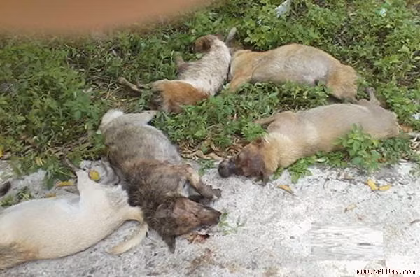 Nickname Quân Trần bình luận: "Thương mấy em chó quá, nhà mình hôm trước cũng suýt bị nhóm cẩu tặc bẫy mất chú chó. May sao con Mun ấy nhanh chân chạy được vào nhà, trên cổ vẫn còn nguyên cái thòng lọng của các đối tượng xấu ấy".