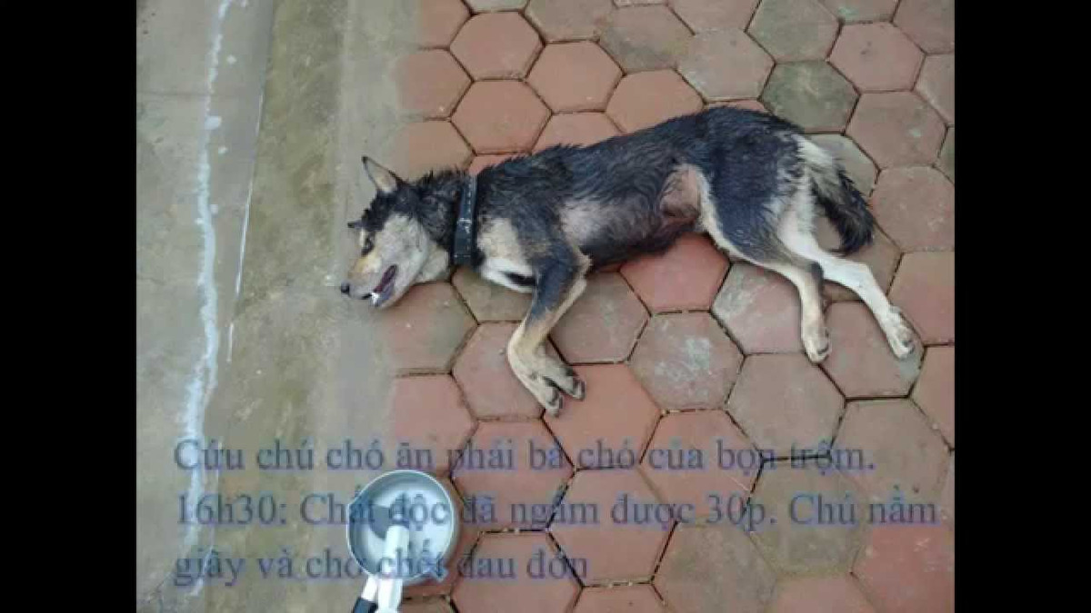 "Chẳng hiểu nguyên nhân từ đâu nhưng việc ném bả giết chó của cả một xóm như vậy dã man quá. Càng thương xót bao nhiêu càng bức xúc với bọn đánh bả, trộm chó bấy nhiêu. Hy vọng sớm tìm ra những đối tượng ấy để xử lý".