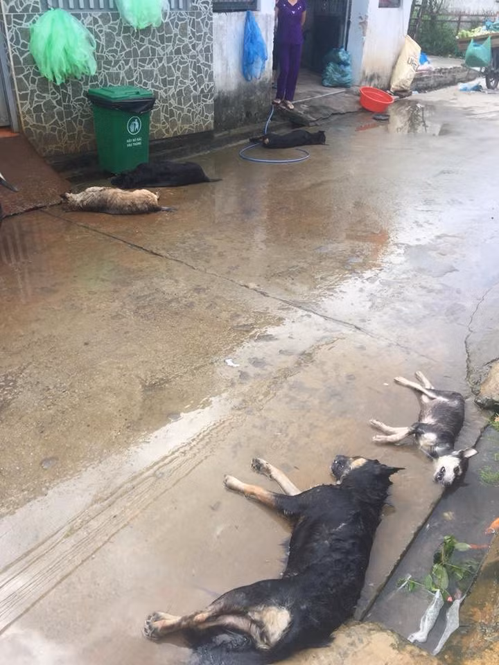 Mới đây, cư dân mạng đã truyền tay nhau một bức ảnh chụp lại cảnh hàng loạt chú chó nằm chết la liệt tại sân nhà gây "ám ảnh" thực sự. Được biết, hàng chục chú chó của xóm nhỏ này đã bị kẻ xấu đánh bả chết ngay trong đêm.