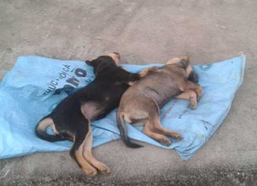 Mặc dù đã theo dõi là camera ghi hình nhưng vẫn chưa xác định được đối tượng đánh bả chó hàng loạt này là ai và chỉ nhận biết là nhóm gồm 3 thanh niên đi trên 2 xe gắn máy có quăng bả vào nhà dân trong khu xóm mà không rõ động cơ là gì. Ảnh minh họa.