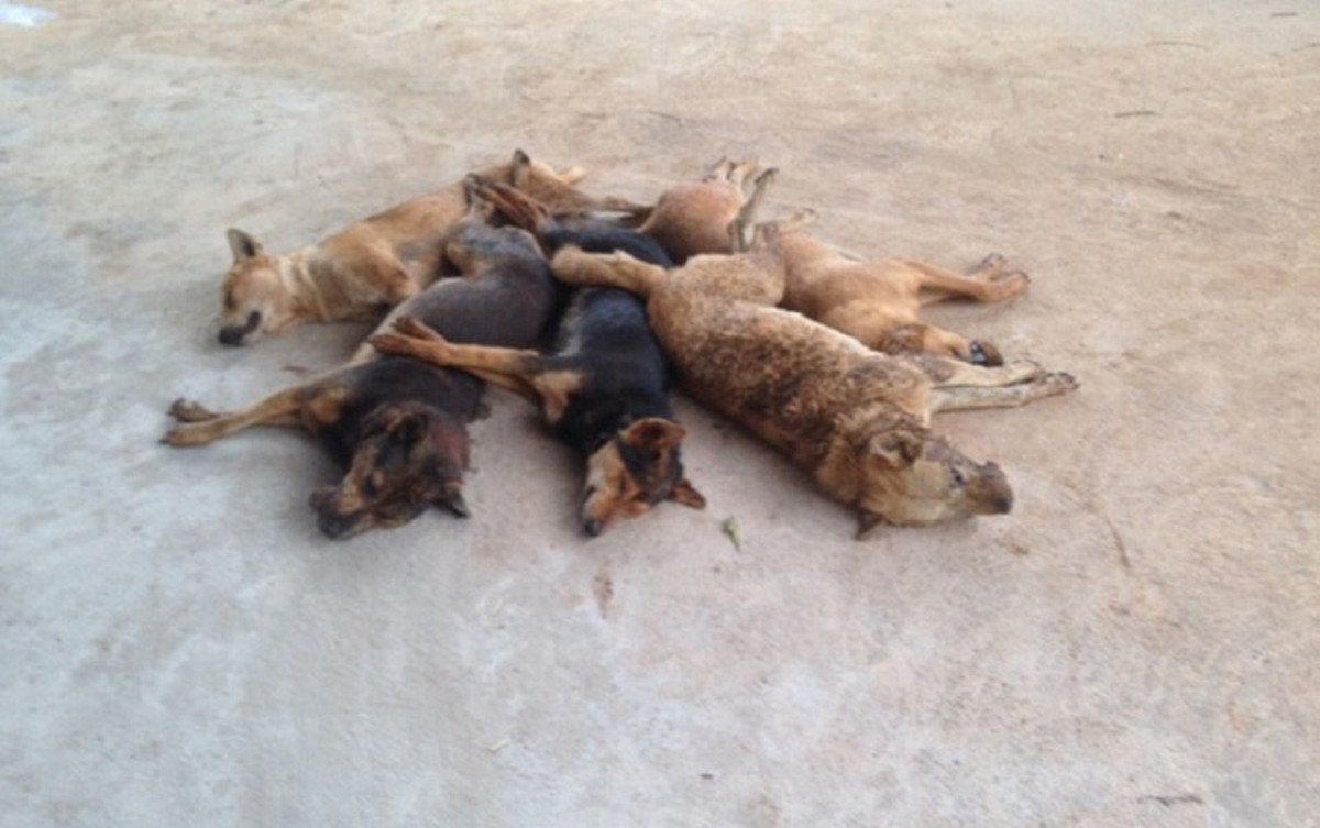 Loài chó xưa nay vẫn được biết đến là những con vật nuôi trung thành, những người bạn tốt. Và đối với nhiều người, chúng đã trở thành một phần không thể thiếu trong cuộc sống. Vậy nhưng, xã hội ngoài kia vẫn còn rất nhiều người vẫn bạo hành hay giết hại chúng.