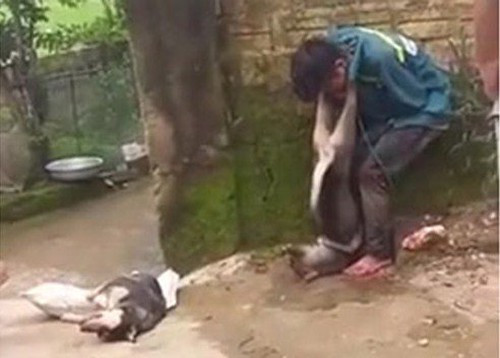 "Thật sự là không còn tính người nữa. Từ lúc nhà mình có em cún bị đánh bả tới giờ mình chưa bao giờ quên được hình ảnh ám ảnh tối hôm đó. Những người gây ra tình cảnh này, bọn chúng có còn là người nữa không?" - một thành viên trên MXH chia sẻ.