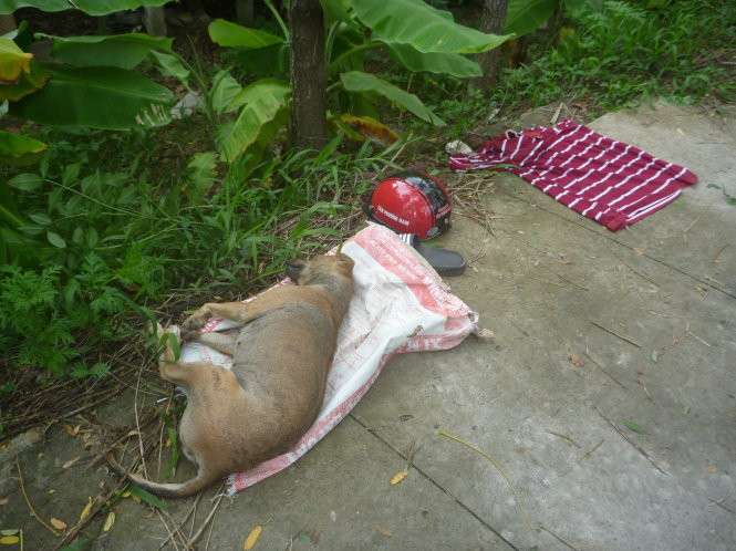 Ngay sau khi hình ảnh những chú chó bị đánh bả chết được chia sẻ lên mạng xã hội, rất nhiều người đã không ngần ngại thả "phẫn nộ" lên án hành động dã man này.