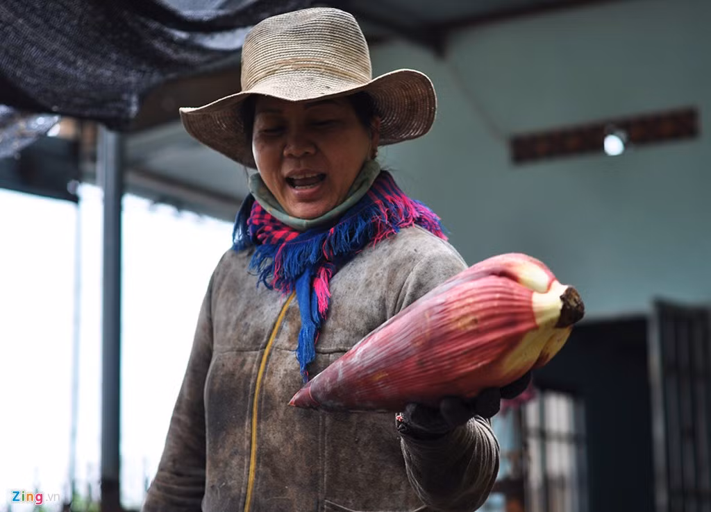 Không chỉ bán trái, người trồng còn thu gom bắp chuối để bán cho các tiểu thương, nhà hàng với giá 5.000 đồng/kg. Lá tươi của cây này cũng được chọn lọc để cung cấp cho các gia đình sản xuất giò chả, bánh chưng.