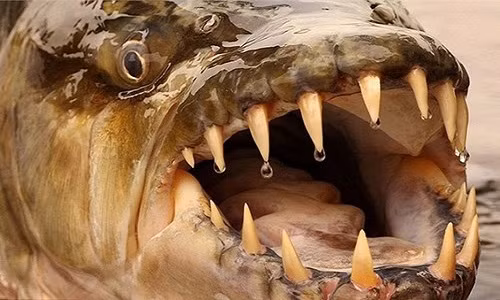 Thú chơi kinh dị của dân HN Nuôi cá hổ Congo Thu choi kinh di cua dan HN Nuoi ca ho Congo