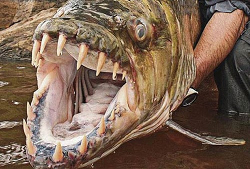 Thu choi kinh di cua dan HN Nuoi ca ho Congo-Hinh-8