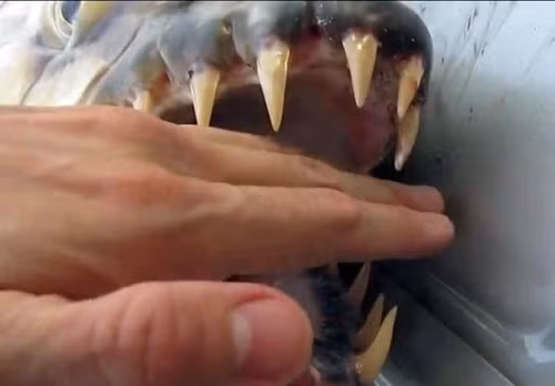 Thú chơi kinh dị của dân HN Nuôi cá hổ Congo - Hình 7 Thu choi kinh di cua dan HN Nuoi ca ho Congo-Hinh-7