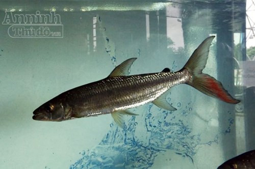 Thu choi kinh di cua dan HN Nuoi ca ho Congo-Hinh-2