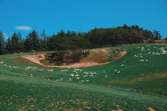 Cũng chính tay ông Jeon Yeong Dae làm những hàng rào, chuồng trại, và nuôi bầy cừu và mọi thứ được thành hình chỉ sau vài tháng xây dựng. Tuy không dễ để đến được địa điểm Xuân Trường và người yêu chụp ảnh bằng phương tiện giao thông công cộng.