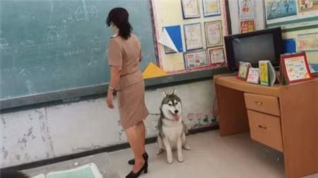 Theo chia sẻ của thành viên đăng tải bức ảnh, khi con dê được thả ra thì cổng trường không có khóa nên chú dê chạy luôn ra đường và bị một nhà dân bắt lại. Sau một hồi năn nỉ, cậu học sinh thích chơi trội mang dê tới trường đã xin lại được thú cưng của mình.