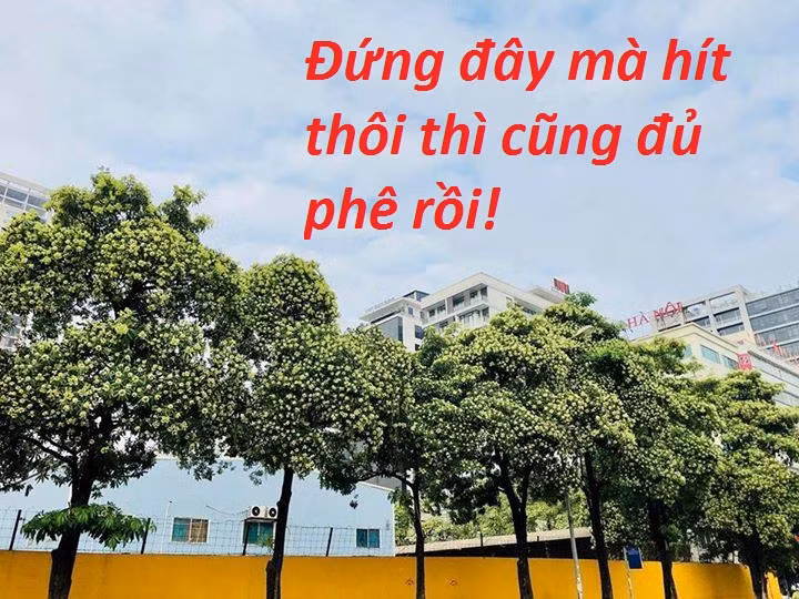 Theo nhiều nhận xét của các gia chủ có cây hoa sữa trước nhà, loài hoa này bị kì thị bởi mùi hương khá mạnh, khi trồng quá dày, tiếp xúc hương hoa mật độ cao sẽ trở nên khó chịu, nhiều người mẫn cảm sẽ có thể sẽ thấy choáng váng, mệt mỏi.