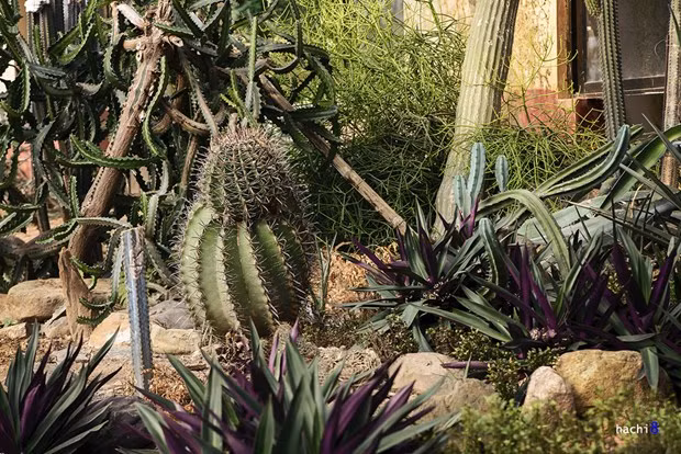 Có những loại xương rồng tròn hình trụ to lớn với đường kính lên đến 50 – 60cm. Cây căng tròn như quả bóng với “bộ lông nhím” bọc kín mình.