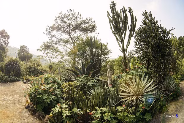 Ở ngoài khu vực nhà kính cũng có rất nhiều khóm xương rồng được trồng xung quanh tạo nên khung cảnh vô cùng đẹp.