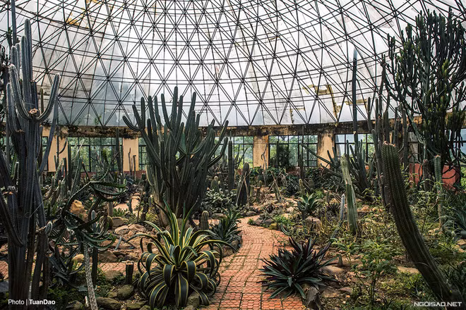 Thời gian gần đây, những bạn trẻ thích chụp ảnh tại Hà Nội thường nhắc tới một địa điểm đó là nhà kính xương rồng Ba Vì và coi đây là nơi thích hợp để kết hợp việc đi chơi cuối tuần và cho ra đời những bức ảnh nghệ thuật.