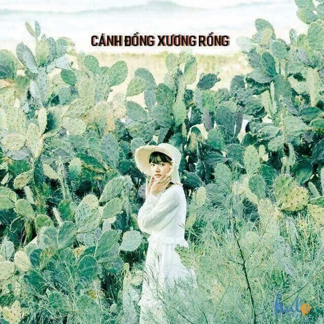 Cánh đồng xương rồng.