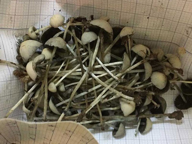 Ma túy dạng nấm hay còn gọi là "Nấm ma thuật" là thứ mặt hàng mới nhất vừa có mặt tại Việt Nam nhưng nhanh chóng được các "dân chơi" trẻ tuổi rất ưa chuộng và được phân phối khá công khai trên mạng xã hội thời gian vừa qua.