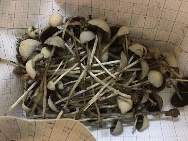 Ma túy dạng nấm hay còn gọi là "Nấm ma thuật" là thứ mặt hàng mới nhất vừa có mặt tại Việt Nam nhưng nhanh chóng được các "dân chơi" trẻ tuổi rất ưa chuộng và được phân phối khá công khai trên mạng xã hội thời gian vừa qua.