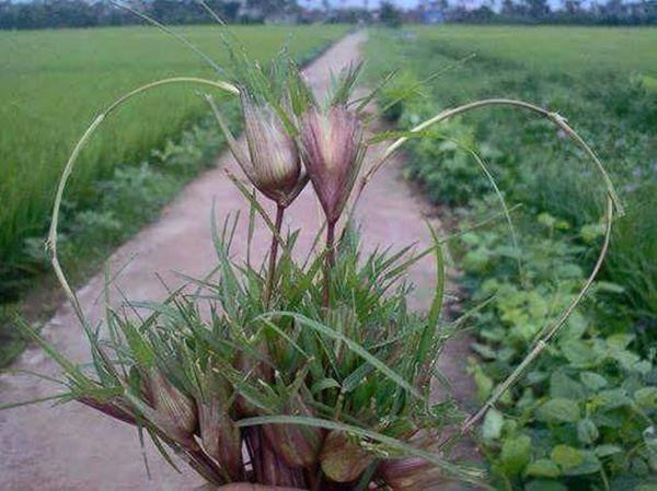 Trò chơi chọi gấu (những con gấu mọc xen kẽ trong đám cỏ).