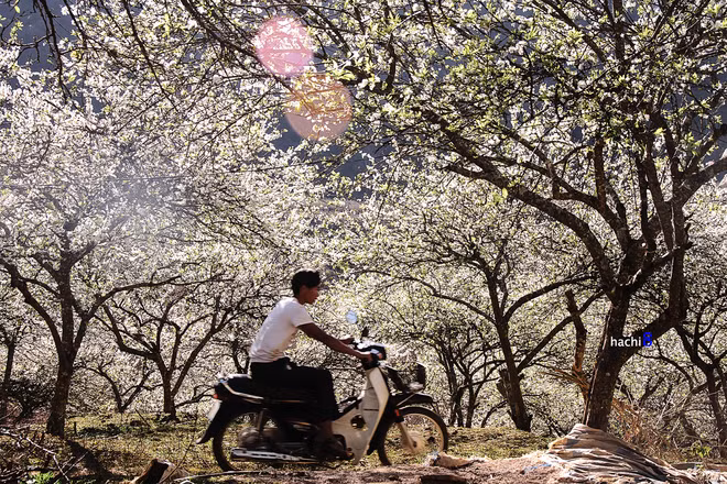 Hoa mận nở thành từng chùm, nó không chỉ mang đến sắc mà còn cả hương. Đứng lặng trong gió ngửi mùi hoa mận thoang thoảng nhẹ đưa thì còn gì tuyệt vời hơn trong những ngày đầu năm. Ảnh: Hachi8