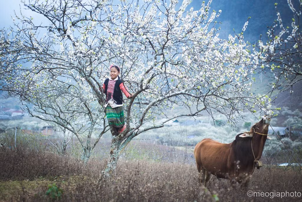 Trong suy nghĩ của nhiều người, Mộc Châu nổi tiếng với đồi chè xanh mượt, mát mắt. Nhưng đến với cao nguyên này vào những ngày đầu năm, nhiều người sẽ bị sắc trắng tinh khôi của hoa mận chinh phục. Ảnh: Meogiaphoto.