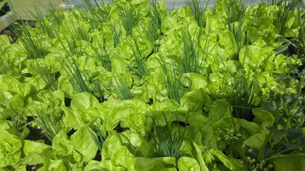 Anh không quên bật mí: Phải thường xuyên làm cỏ và tỉa lá già.