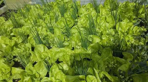 Anh không quên bật mí: Phải thường xuyên làm cỏ và tỉa lá già.