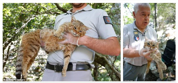 Loai meo moi o Dia Trung Hai voi cai ten cuc la