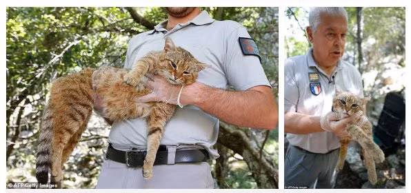 Loai meo moi o Dia Trung Hai voi cai ten cuc la