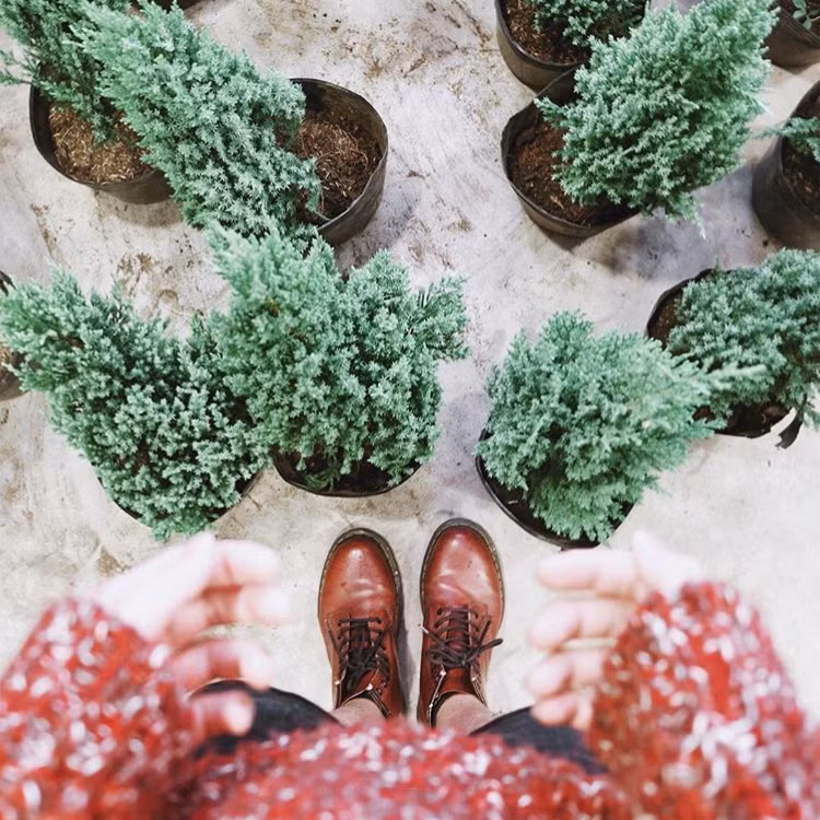 Điểm chung của các chậu cây được giới trẻ sống ảo lễ Noel năm nay đó là chúng có hình dáng rất giống cây thông, thuộc giống cây lá kim, có màu xanh rất tươi, kích thước đa dạng lớn bé đủ cả, ôm rất vừa tay và thường được bọc trong túi giấy đẹp mắt.