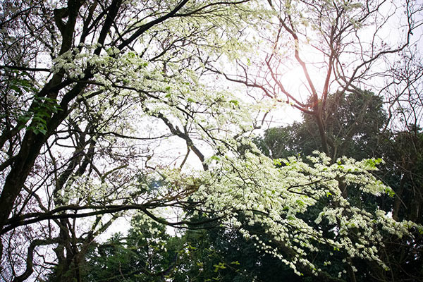 Chẳng riêng tôi, mỗi ngày tháng 3, nhiều người đi tìm những cây hoa sưa đẹp nhất Hà Nội ở Hồ Giảng Võ, ở ngã năm phố Chùa Một Cột gần Lăng Bác, trong vườn hoa Hàng Đậu. Nhiều người chẳng yêu hoa, chẳng thích sưa, nhưng đi qua những con đường này, đều phải nán lại.