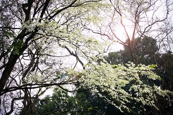 Chẳng riêng tôi, mỗi ngày tháng 3, nhiều người đi tìm những cây hoa sưa đẹp nhất Hà Nội ở Hồ Giảng Võ, ở ngã năm phố Chùa Một Cột gần Lăng Bác, trong vườn hoa Hàng Đậu. Nhiều người chẳng yêu hoa, chẳng thích sưa, nhưng đi qua những con đường này, đều phải nán lại.