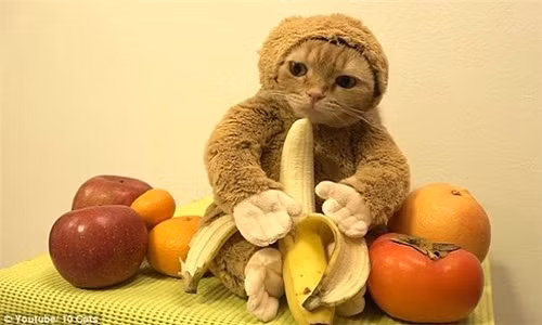 Tranh cai nay lua ve chu “meo lai khi“ gay sot mang