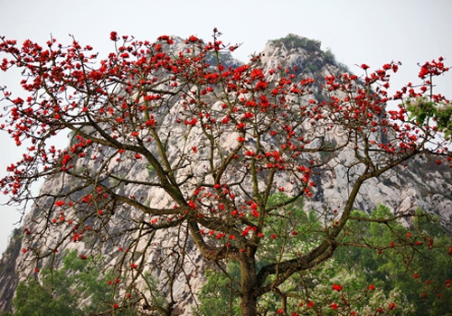 Sau lưng chùa là ngọn núi hùng vĩ, trước mặt là hồ sen rộng lớn và được bao quanh bởi những hàng cây cổ thụ xanh rì. Những ngày cuối tháng 3, xung quanh chùa Trầm đều đỏ rực một màu hoa gạo. Khung cảnh nơi đây càng trở nên thơ mộng và yên bình hơn bao giờ hết.