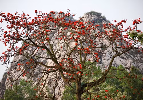 Sau lưng chùa là ngọn núi hùng vĩ, trước mặt là hồ sen rộng lớn và được bao quanh bởi những hàng cây cổ thụ xanh rì. Những ngày cuối tháng 3, xung quanh chùa Trầm đều đỏ rực một màu hoa gạo. Khung cảnh nơi đây càng trở nên thơ mộng và yên bình hơn bao giờ hết.