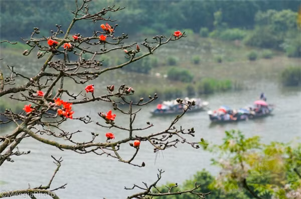 Nhưng vào những ngày tháng 4, khi thời tiết bắt đầu chuyển giao mùa thì không ít người về đây cùng với mong muốn được ngắm cảnh những hàng cây hoa gạo đỏ rực cả một góc trời.