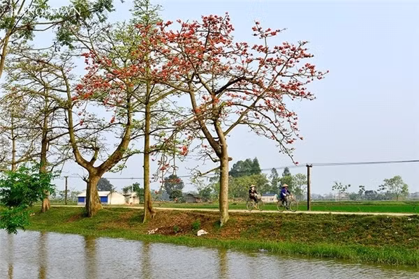 Tới nơi đây bạn sẽ được chiêm ngưỡng hàng dài những cây hoa gạo dọc hai bên đường vô cùng đẹp mắt.