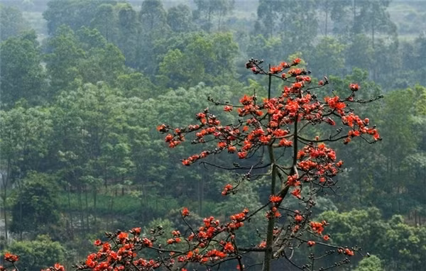 Chùa Hương là quần thể chùa lớn nhất Bắc Bộ, mỗi dịp đầu năm mới đều thu hút đông đảo người dân, du khách thập phương về đây bái Phật.