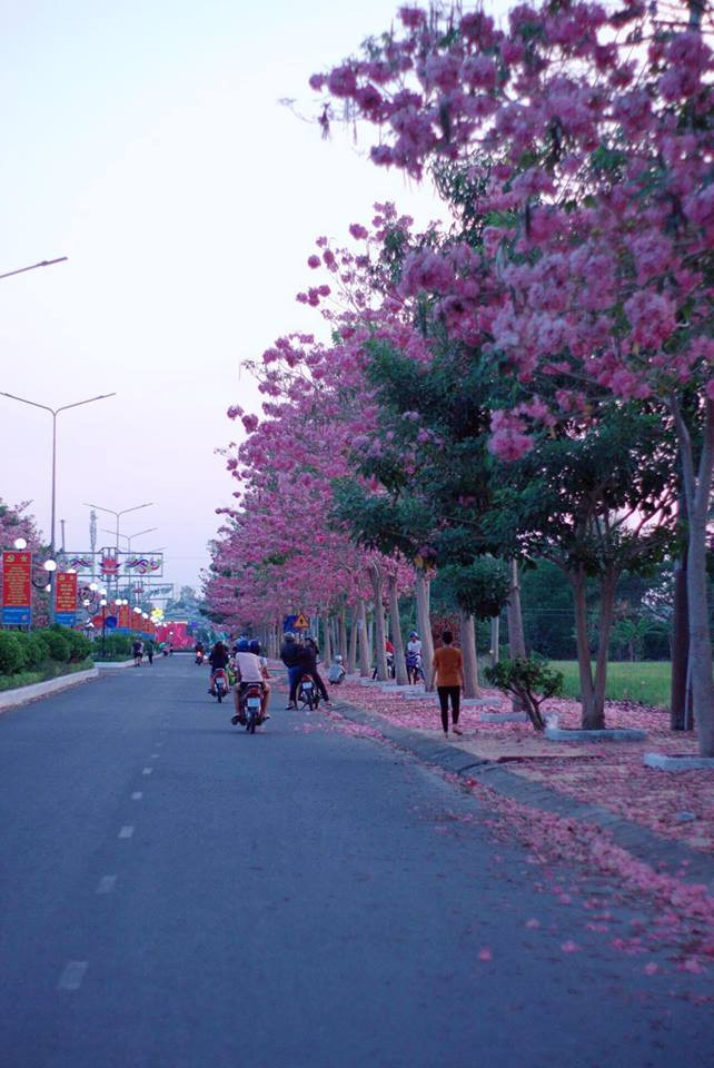 Rực sắc hoa kèn hồng ở Sóc Trăng.