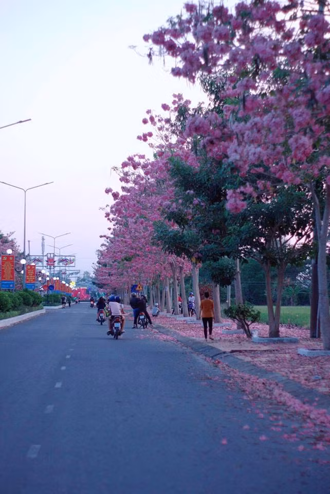 Rực sắc hoa kèn hồng ở Sóc Trăng.