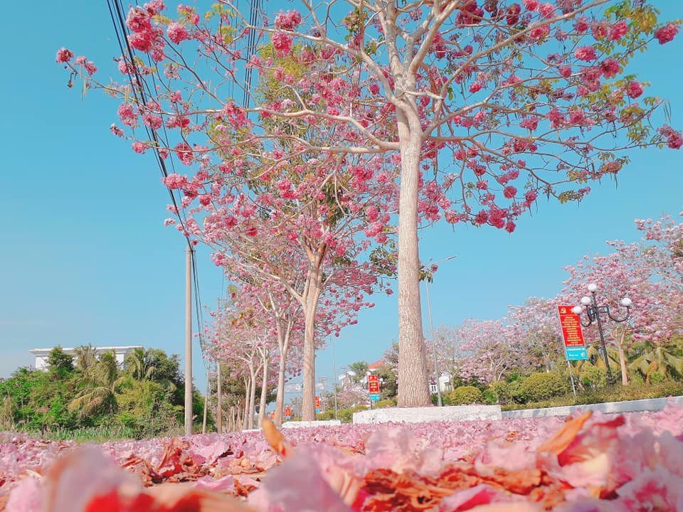 Theo chia sẻ của Chủ tịch UBND huyện Châu Thành cho biết, hàng cây kèn hồng này có trên 160 cây, được trồng cách đây mấy năm và đã ra hoa nên được mọi người yêu thích.