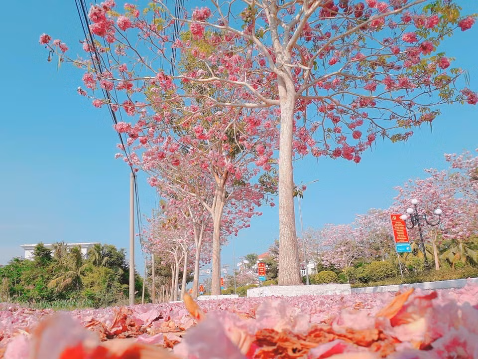 Theo chia sẻ của Chủ tịch UBND huyện Châu Thành cho biết, hàng cây kèn hồng này có trên 160 cây, được trồng cách đây mấy năm và đã ra hoa nên được mọi người yêu thích.