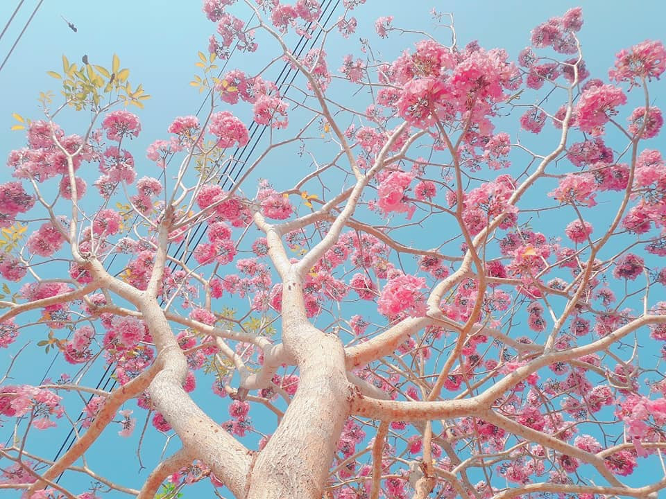 Rất nhiều người, trong đó chủ yếu là bạn trẻ đến ngắm nhìn, chụp ảnh với hoa kèn hồng.