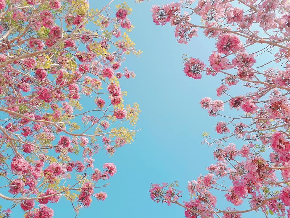 Khi cây ra hoa, gần như cây đều trút sạch lá nên nhìn lên cây chỉ thấy tràn ngập sắc hoa tím hồng trong rất đẹp, khiến cho nhiều người xao xuyến. Loài hoa này chỉ nở khoảng 3-4 ngày rồi rơi rụng, khiến cho mặt đất tràn ngập cánh hoa trông như những tấm thảm hồng.