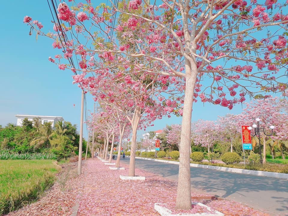 Cây hoa kèn hồng gần giống hình chuông, mọc thành chùm 4-7 bông.