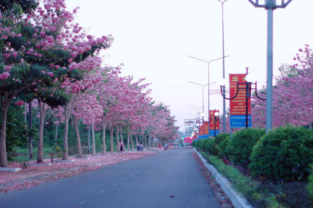 Hoa kèn hồng rơi dưới hàng cây tạo nên khung cảnh cực kì đẹp cho du khách khi tới Sóc Trăng dịp này.