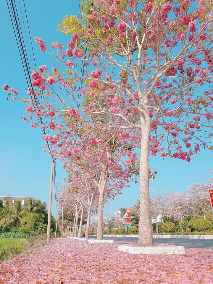 Hoa kèn hồng có nguồn gốc từ châu Mỹ, còn có tên gọi khác là hoa chuông hồng. Kèn hồng có màu sắc tựa như hoa anh đào, nở vào tháng 4 và kéo dài cho đến tháng 6.