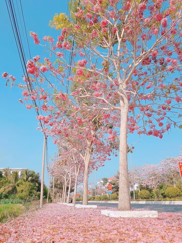 Hoa kèn hồng có nguồn gốc từ châu Mỹ, còn có tên gọi khác là hoa chuông hồng. Kèn hồng có màu sắc tựa như hoa anh đào, nở vào tháng 4 và kéo dài cho đến tháng 6.