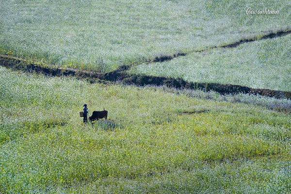 Thời điểm này, Mộc Châu tạm biệt mùa hoa mơ, hoa mận lại có thêm một tấm áo mới tinh khôi chẳng kém. Trên khắp sườn đồi của mảnh đất cao nguyên Mộc Châu (Sơn La) đã bao trùm một sắc trắng của những bông cải trắng. Tôi yêu hoa cải bởi vẻ đẹp mỏng manh, tinh khiết của nó. Cải trong làn sương như nàng công chúa vừa thức giấc của núi rừng, khi ánh nắng chiếu lên cả sườn đồi, loài hoa ấy như nàng công chúa lung linh đi dạ tiệc.