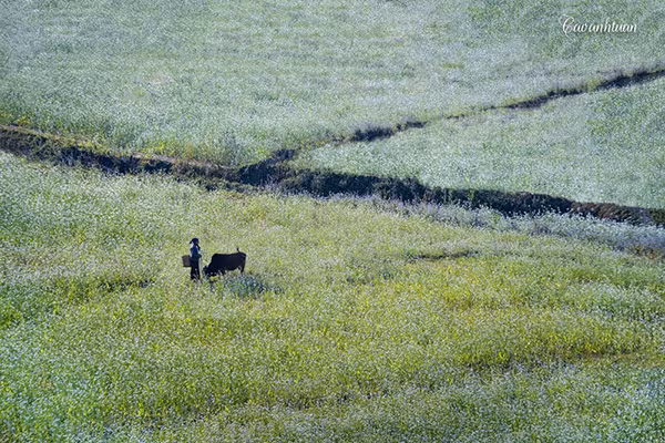 Thời điểm này, Mộc Châu tạm biệt mùa hoa mơ, hoa mận lại có thêm một tấm áo mới tinh khôi chẳng kém. Trên khắp sườn đồi của mảnh đất cao nguyên Mộc Châu (Sơn La) đã bao trùm một sắc trắng của những bông cải trắng. Tôi yêu hoa cải bởi vẻ đẹp mỏng manh, tinh khiết của nó. Cải trong làn sương như nàng công chúa vừa thức giấc của núi rừng, khi ánh nắng chiếu lên cả sườn đồi, loài hoa ấy như nàng công chúa lung linh đi dạ tiệc.