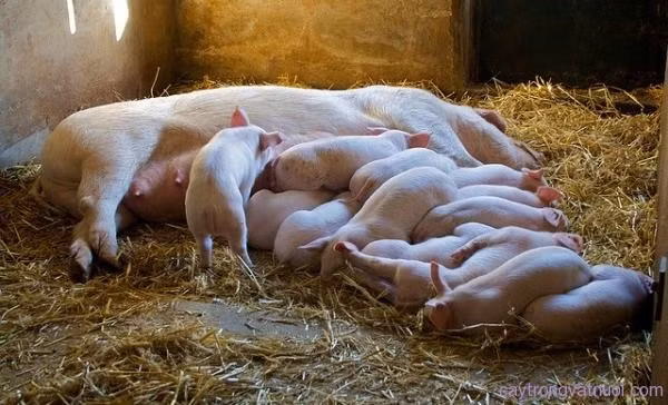 Để kết lại câu chuyện của mình, cậu bạn lớp 6 trên đã chốt rất có hậu rằng: "Tôi đã kể lại toàn bộ sự việc cho mẹ và thật vui vì gia đình đã tha cho cả đàn lợn mà không giết chúng nữa. Từ đó trở đi, đàn lợn được sống yên ổn tới già."